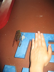 Megapomponia pendleburyi