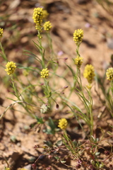 Angianthus tomentosus