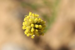 Angianthus tomentosus