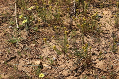 Angianthus tomentosus