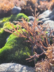 Cryptosiphonia woodii