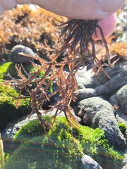 Cryptosiphonia woodii