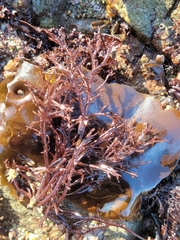 Cryptosiphonia woodii