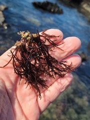 Cryptosiphonia woodii