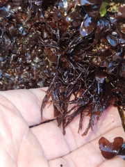 Cryptosiphonia woodii