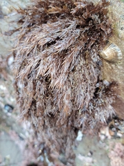 Cryptosiphonia woodii