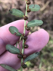 Phyllanthus evanescens