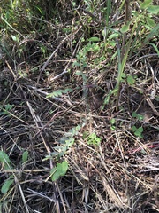 Phyllanthus evanescens