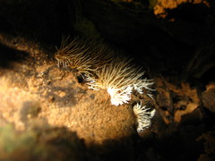 Protohydnum sclerodontium