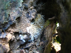 Protohydnum sclerodontium