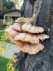 Laetiporus gilbertsonii