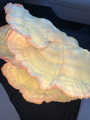 Laetiporus gilbertsonii