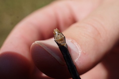 Ophiogomphus susbehcha