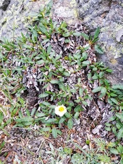 Dryas hookeriana