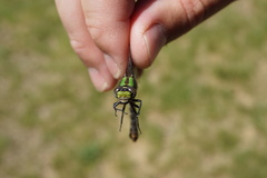 Ophiogomphus susbehcha