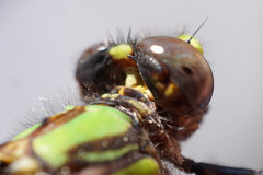 Ophiogomphus susbehcha