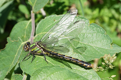 Ophiogomphus susbehcha
