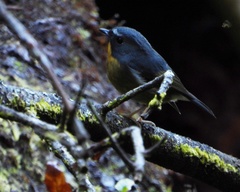 Ficedula hyperythra hyperythra