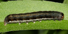 Eupsilia devia