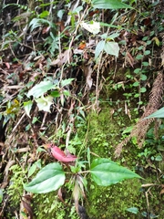 Tripterospermum taiwanense