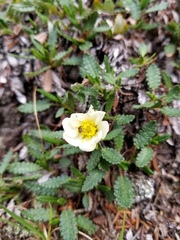 Dryas hookeriana