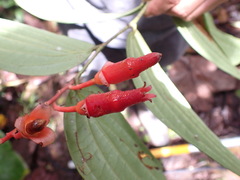 Psammisia ecuadorensis
