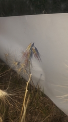 Bouteloua megapotamica