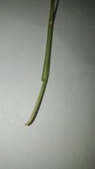 Bouteloua megapotamica