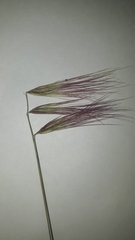 Bouteloua megapotamica