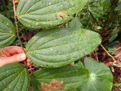 Psammisia ecuadorensis