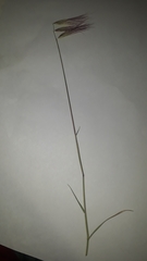 Bouteloua megapotamica