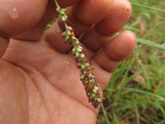Setaria vaginata