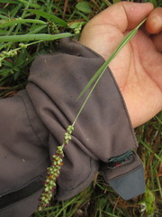 Setaria vaginata