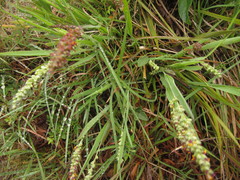 Setaria vaginata