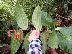 Psammisia ecuadorensis