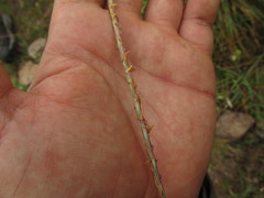Schizachyrium salzmannii