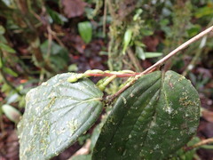 Psammisia ecuadorensis