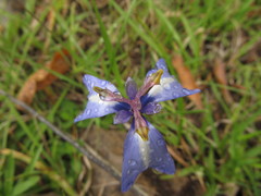 Herbertia pulchella
