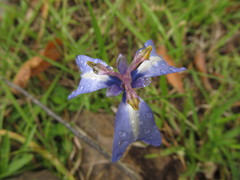 Herbertia pulchella