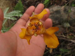 Cypella fucata