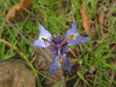 Herbertia pulchella