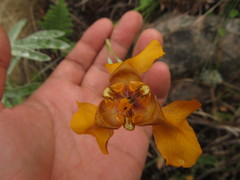 Cypella fucata
