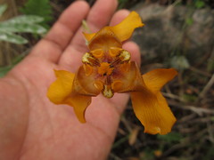 Cypella fucata