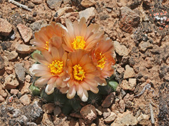 Pediocactus despainii