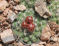 Pediocactus despainii