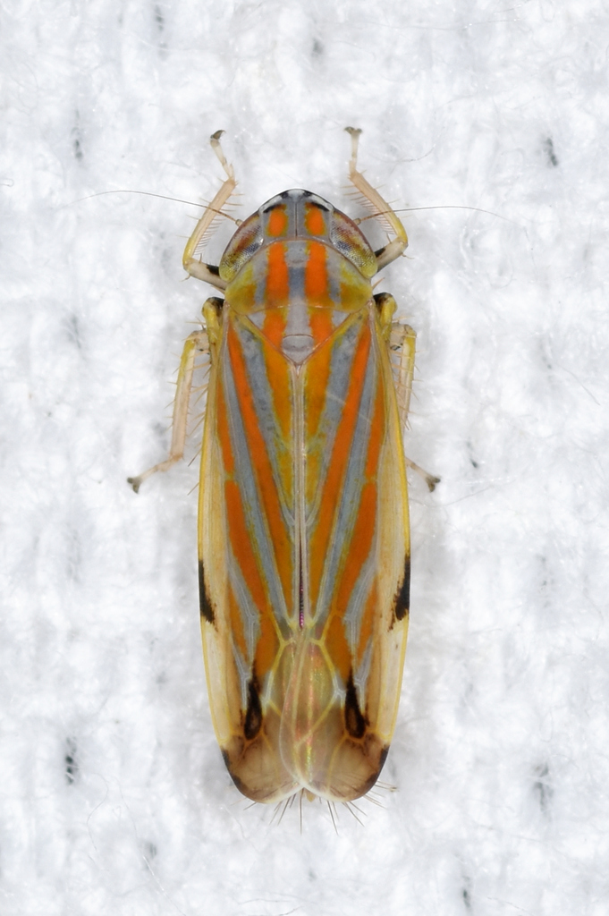 Deltanus texanus