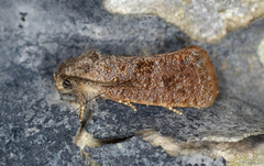 Acrolophus heppneri