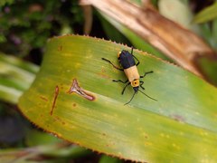 Chauliognathus heros