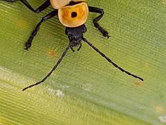 Chauliognathus heros