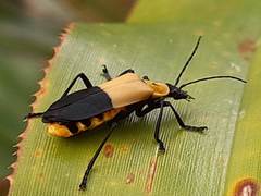 Chauliognathus heros